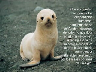 Ellos no pueden reconocer los desperdicios humanos, simplemente se confunden, después de todo, "lo que flota en el mar se come". La tapa plástica de una botella, mas dura que una bolsa, puede permanecer inalterable navegando por los mares por mas de un siglo. 