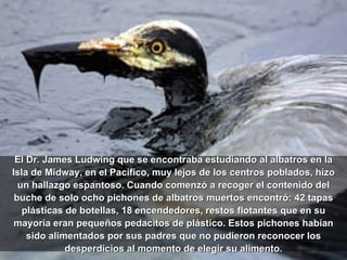 El Dr. James Ludwing que se encontraba estudiando al albatros en la Isla de Midway, en el Pacifico, muy lejos de los centros poblados, hizo un hallazgo espantoso. Cuando comenzó a recoger el contenido del buche de solo ocho pichones de albatros muertos encontró: 42 tapas plásticas de botellas, 18 encendedores, restos flotantes que en su mayoría eran pequeños pedacitos de plástico. Estos pichones habían sido alimentados por sus padres que no pudieron reconocer los desperdicios al momento de elegir su alimento. 