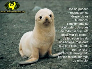 Ellos no pueden reconocer los desperdicios humanos, simplemente se confunden, después de todo, "lo que flota en el mar se come". La tapa plástica de una botella, mas dura que una bolsa, puede permanecer inalterable navegando por los mares por mas de un siglo. 