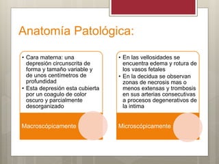 Anatomía Patológica:
• Cara materna: una
depresión circunscrita de
forma y tamaño variable y
de unos centímetros de
profundidad
• Esta depresión esta cubierta
por un coagulo de color
oscuro y parcialmente
desorganizado
Macroscópicamente
• En las vellosidades se
encuentra edema y rotura de
los vasos fetales
• En la decidua se observan
zonas de necrosis mas o
menos extensas y trombosis
en sus arterias consecutivas
a procesos degenerativos de
la intima
Microscópicamente
 