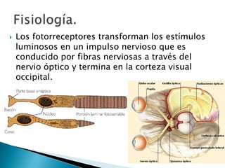 

Los fotorreceptores transforman los estímulos
luminosos en un impulso nervioso que es
conducido por fibras nerviosas a través del
nervio óptico y termina en la corteza visual
occipital.

 