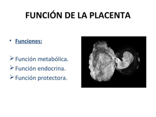 FUNCIÓN DE LA PLACENTA
• Funciones:

 Función metabólica.
 Función endocrina.
 Función protectora.

 