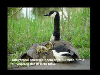 Adevaratul prieten e acela care nu trece nimic cu vederea dar iti iarta totul.   