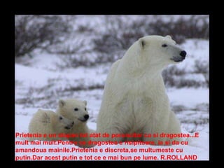 Les petits font leur première sortie en mars alors qu'ils sont gros comme un chat. Ici ils ont quelques mois. Prietenia e un stapan tot atat de poruncitor ca si dragostea...E mult mai mult.Pentru ca dragostea e risipitoare, ia si da cu am a ndoua mainile.Prietenia e discreta,se multumeste cu putin.Dar acest putin e tot ce e mai bun pe lume. R.ROLLAND   