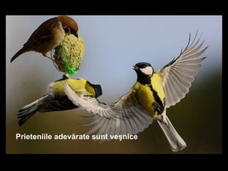 Prieteniile adevărate sunt şԾ 