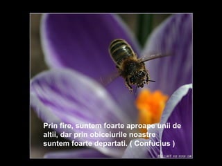 Prin fire, suntem foarte aproape unii de altii, dar prin obiceiurile noastre suntem foarte departati. ( Confucius )   