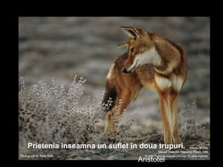 Prietenia inseamna un suflet in doua trupuri.  Aristotel 
