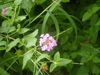 Daniela Hernando 2012
 