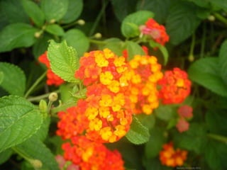 Daniela Hernando 2012
 