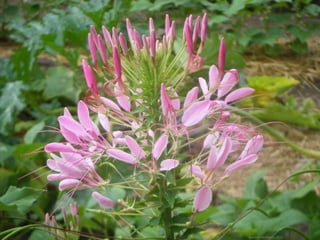 Daniela Hernando 2012
 