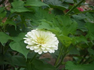 Daniela Hernando 2012
 