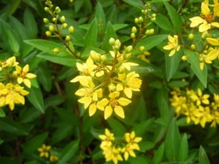 Daniela Hernando 2012
 