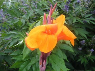 Daniela Hernando 2012
 