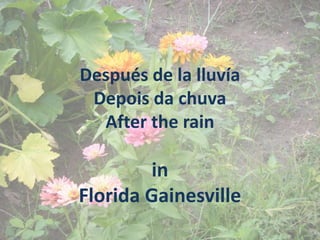 Después de la lluvía
 Depois da chuva
  After the rain

        in
Florida Gainesville
 