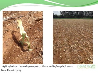 Foto: Pinheiro,2015
Aplicação às 10 horas de paraquat (2L/há) e avaliação após 6 horas
 