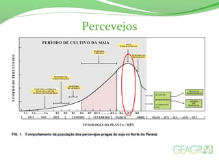 Percevejos
 