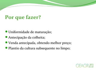 Por que fazer?
Uniformidade de maturação;
Antecipação da colheita;
Venda antecipada, obtendo melhor preço;
Plantio da cultura subsequente no limpo;
 