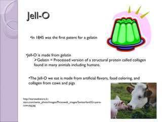 Jell-O In 1845 was the first patent for a gelatin Jell-O is made from gelatin Gelatin = Processed version of a structural protein called collagen found in many animals including humans. The Jell-O we eat is made from artificial flavors, food coloring, and collagen from cows and pigs http://starswebworx.lc-stars.com/swiss_photo/images/Photoweb_images/Switzerland/Gruyere-cow-pig.jpg 