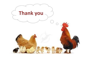 Improving village chicken production to elevate the livelihoods of poor people in Ethiopia