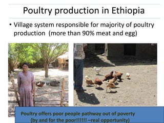 Improving village chicken production to elevate the livelihoods of poor people in Ethiopia