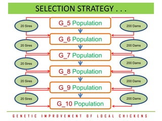 Improving village chicken production to elevate the livelihoods of poor people in Ethiopia