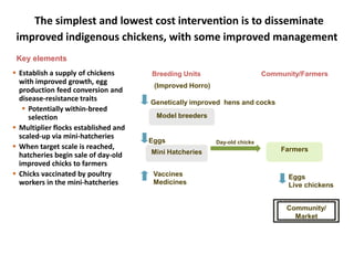 Improving village chicken production to elevate the livelihoods of poor people in Ethiopia