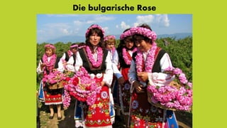 Die bulgarische Rose
 
