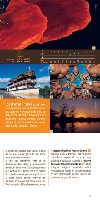 21
b.
d.
el boom del caucho para darse cuenta
de que esta ciudad goza de una sólida
identidad arquitectónica.
A falta de carreteras, está el río
Amazonas, el más largo y caudaloso del
mundo,elúnicodondesepuedeapreciar
la curvatura de laTierra,como en el mar.
Uno puede navegar por sus aguas hasta
el punto exacto donde confluyen los
también poderosos Marañón y Ucayali.
Precisamente allí también se encuentra
la Reserva Nacional Pacaya Samiria 1 ,
con sus lagos y delfines. Pero si quiere
naturaleza virgen al instante, muy
próxima a Iquitos se extiende la Reserva
Nacional Allpahuayo Mishana 2 , unos
bosques mágicos asentados sobre
arena blanca, donde en los últimos años
se han descubierto media docena de
aves nuevas para la ciencia.
Los albergues rurales son el mejor
medio para que la selva loretana revele
sus secretos. Hay muchos de ellos, de
muy buena calidad y servicio, en ríos
apartados y lagunas secretas,donde el
bosque se llena de sonidos y el cielo se
alborota de sensuales colores.
c.
ENE
FEB
MAR
ABR
MAY
JUN
JUL
AGO
SEP
OCT
NOV
DIC
31.7 ºC / 89.06 ºF
20.8 ºC / 69.44 ºF
Nivel
de lluvias
Tropical
Temp. máx:
mín:
C.
Larrabure
/
PP
H.
Plenge
H.
Plenge
/
PP
H.
Plenge
/
PP
a.
 