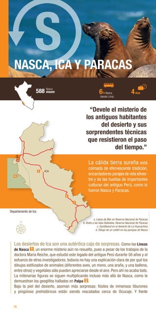 30
NASCA, ICA Y PARACAS
Los desiertos de Ica son una auténtica caja de sorpresas. Como las Líneas
de Nasca 1 , un enorme misterio aún no resuelto, pues a pesar de los trabajos de la
doctora María Reiche, que estudió este legado del antiguo Perú durante 50 años y el
esfuerzo de otros investigadores, todavía no hay una explicación clara de por qué los
dibujos estilizados de animales (diferentes aves, un mono, una araña, y una ballena,
entre otros) y vegetales sólo pueden apreciarse desde el aire. Pero ahí no acaba todo.
La milenarias figuras se siguen multiplicando incluso más allá de Nasca, como lo
demuestran los geoglifos hallados en Palpa 2 .
Bajo la piel del desierto, asoman más sorpresas: fósiles de inmensos tiburones
y pingüinos prehistóricos están siendo rescatados cerca de Ocucaje. Y frente
“Devele el misterio de
los antiguos habitantes
del desierto y sus
sorprendentes técnicas
que resistieron el paso
del tiempo.”
a. Lobos de Mar en Reserva Nacional de Paracas
b. Visita a las Islas Ballestas, Reserva Nacional de Paracas
c. Sandboard en el desierto de La Huacachina
d. Dibujo de un colibrí en las pampas de Nasca
La cálida tierra sureña está
colmada de efervescente tradición,
encantadores parajesdevidasilves-
tre y de las huellas de importantes
culturas del antiguo Perú, como lo
fueron Nasca y Paracas.
6h Nasca
(desde Lima)
4días
S
588 msnm
Nasca
ICA
4
3
2
1
Departamento de Ica
 