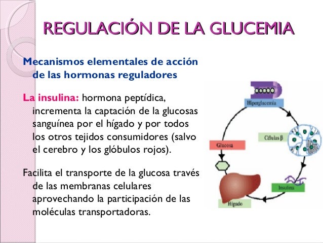 Destino metabólico de los hidratos de carbono Destino metabólico de los hidratos de carbono