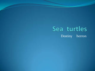 Sea  turtles Destiny     herron 