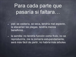 Para cada parte que
pasaría si faltara…
piel: se oxidaría, se seca, tendría mal aspecto,
la atacarían las plagas, tendría menos
beneficios…
la semilla: no tendría función como fruto, no se
reproduciría, me la comería estupendamente,
será más fácil de partir, no habría más arboles
 