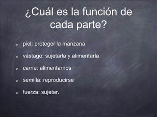 ¿Cuál es la función de
cada parte?
piel: proteger la manzana
vástago: sujetarla y alimentarla
carne: alimentarnos
semilla: reproducirse
fuerza: sujetar.
 