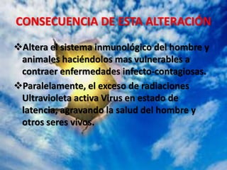 CONSECUENCIA DE ESTA ALTERACIÓN
Altera el sistema inmunológico del hombre y
animales haciéndolos mas vulnerables a
contraer enfermedades infecto-contagiosas.
Paralelamente, el exceso de radiaciones
Ultravioleta activa Virus en estado de
latencia, agravando la salud del hombre y
otros seres vivos.
 
