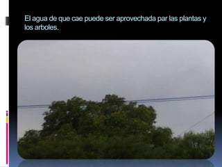El agua de que cae puede ser aprovechada par las plantas y los arboles.