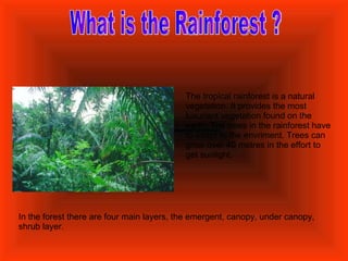 What is the Rainforest ? The tropical rainforest is a natural vegetation. It provides the most luxuriant vegetation found on the earth. The trees in the rainforest have to adapt to the envriment. Trees can grow over 40 metres in the effort to get sunlight.  In the forest there are four main layers, the emergent, canopy, under canopy, shrub layer.  