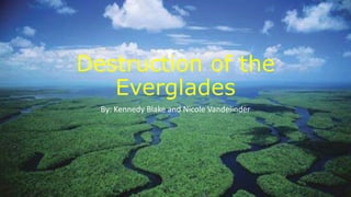 Destruction of the
Everglades
By: Kennedy Blake and Nicole Vandelinder
 