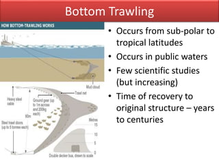 Bottom Trawling
• Occurs from sub-polar to
tropical latitudes
• Occurs in public waters
• Few scientific studies
(but increasing)
• Time of recovery to
original structure – years
to centuries
 