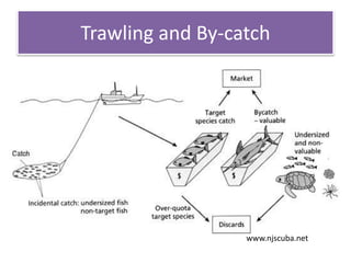 Trawling and By-catch
www.njscuba.net
 