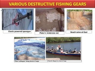VARIOUS DESTRUCTIVE FISHING GEARS
•
Elastic powered speargun
Plate 1a.Ringnet being dried at Vanga Plate1b: Ringnet in a boat at Vanga
Beach seine at Gazi
Plate 4. Undersize net
 