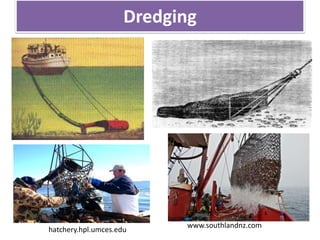 Dredging
www.southlandnz.com
hatchery.hpl.umces.edu
 