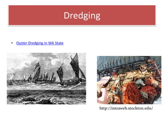 Dredging
• Oyster Dredging in WA State
 