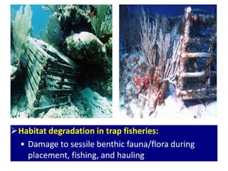 Habitat degradation in trap fisheries:
• Damage to sessile benthic fauna/flora during
placement, fishing, and hauling
 