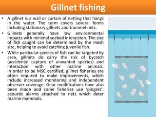 Gillnet fishing
• A gillnet is a wall or curtain of netting that hangs
in the water. The term covers several forms
including stationary gillnets and trammel nets.
• Gillnets generally have low environmental
impacts with minimal seabed interaction. The size
of fish caught can be determined by the mesh
size, helping to avoid catching juvenile fish.
• While particular species of fish can be targeted by
area, gillnets do carry the risk of bycatch
(accidental capture of unwanted species) and
interaction with other marine animals.
In order to be MSC certified, gillnet fisheries are
often required to make improvements, which
include increased monitoring and independent
observer coverage. Gear modifications have also
been made and some fisheries use ‘pingers’:
acoustic alarms attached to nets which deter
marine mammals.
 
