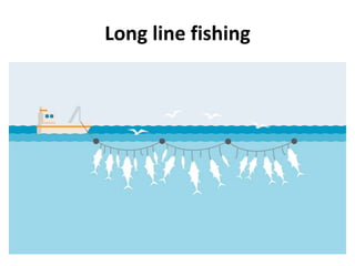 Long line fishing
 