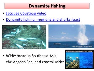 Dynamite fishing
• Jacques Cousteau video
• Dynamite fishing - humans and sharks react
• Widespread in Southeast Asia,
the Aegean Sea, and coastal Africa
 