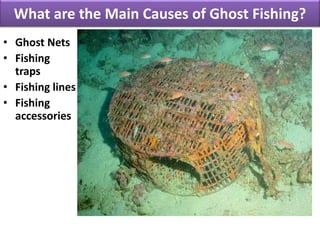 What are the Main Causes of Ghost Fishing?
• Ghost Nets
• Fishing
traps
• Fishing lines
• Fishing
accessories
 