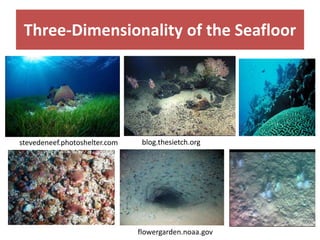 Three-Dimensionality of the Seafloor
stevedeneef.photoshelter.com blog.thesietch.org
flowergarden.noaa.gov
 