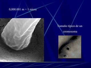 0,000.001 m = 1 micra




                        Tamaño típico de un
                            cromosoma
 