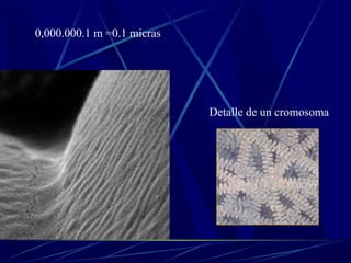 0,000.000.1 m =0.1 micras




                            Detalle de un cromosoma
 